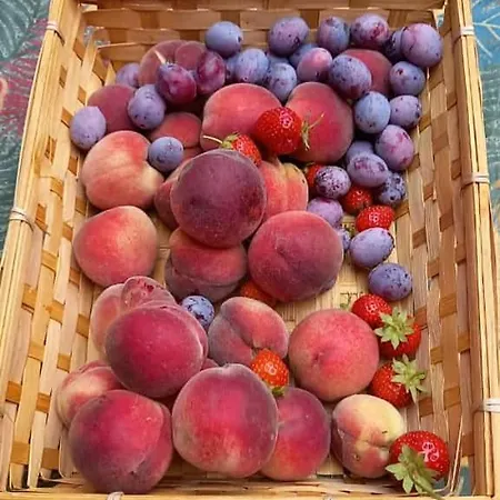 Oda ve Kahvaltı Adriana